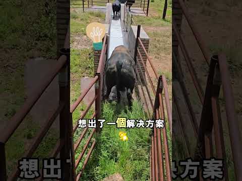 不需要人力，就能讓牛每天洗澡！TT：@leonardoalvaradosoto