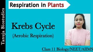 Respiration in Plants - Aerobic Respiration |Krebs Cycle | Tricarboxylic acid cycle (TCA)|NEET/AIIMS