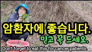 암환자는 이걸 꼭 드시고 나으세요. Don't forget to eat this for cancer pati…