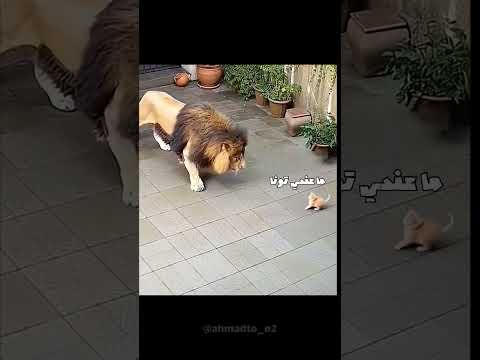 الأسد مضلوم 😔😔 #اكسبلور #كوميديات #فولو #cat #لقط #قطط #ضحك