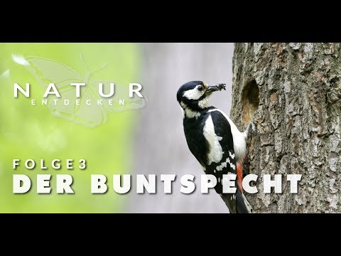 Natur entdecken - Folge 3 - Der Buntspecht