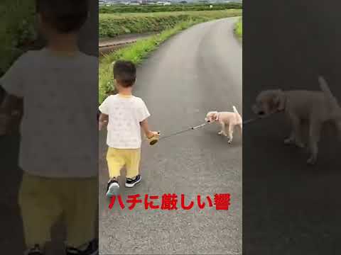こども学科 ハチに厳しい響