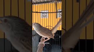 Download lagu BUKTIKAN‼️ PANCINGAN CIBLEK GUNUNG BAHAN DIJAMIN LANGSUNG NYAUT mp3