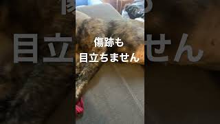 無防備さは家猫のそれ
