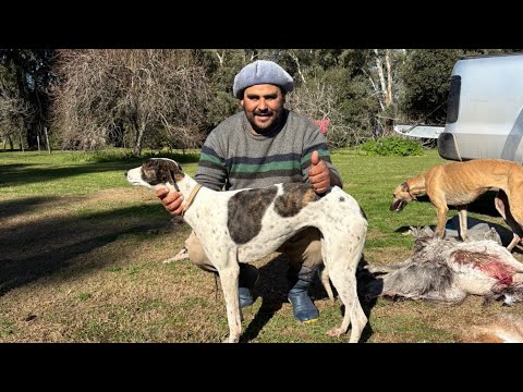 Galgos vs avestruz 2025 ( simona mano a mano ) lo mejor de este 2025