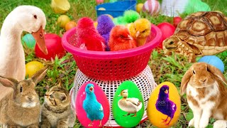 Download lagu Catch Cute Chickens, Colorful Chickens, Rainbow Chicken, Rabbits, Cute Cats,Ducks,Animals Cute #72 mp3