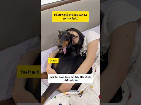 Có một chú chó yêu bạn là như thế nào #viral #viralreels #viralshorts #viralshort