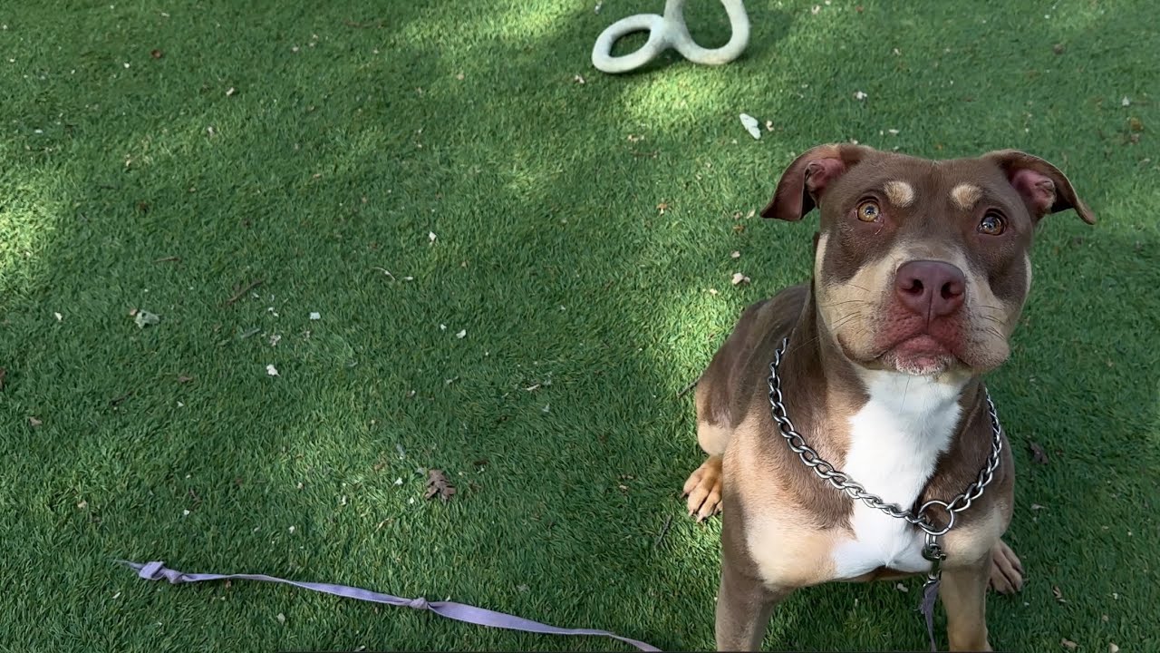 Enlarge Macy, a ADOPTABLE Pit Bull Terrier in Dublin, CA video 6/6