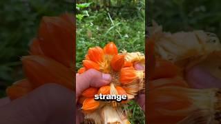 Download lagu 5 Fruits That Look Like They Came From Another Planet mp3