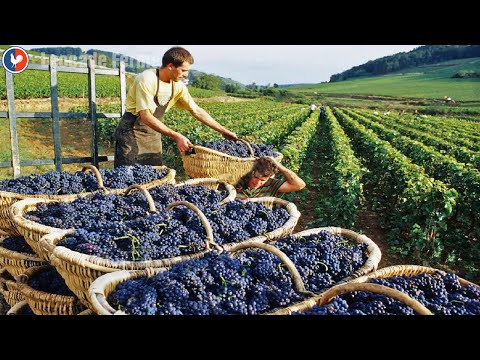 , title : 'Ferme Raisin - Comment les agriculteurs grandir et produisent des millions de vigne - Raisin récolte'