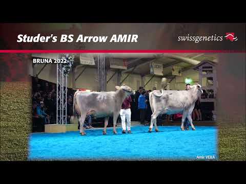 Studer's BS Arrow AMIR