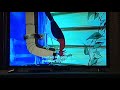 Caterpillar Under Glass Powerline Scene