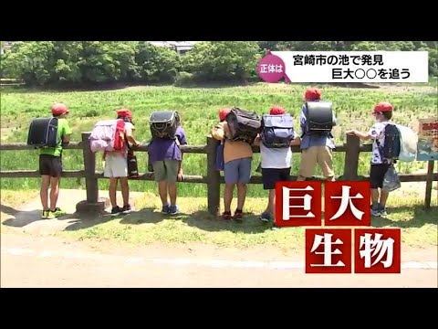 ブラジルのアマゾンで見つかった奇妙な動物 - ウルタウ