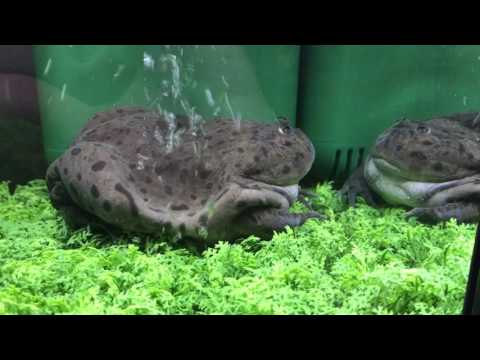Budgett's Frog Enjoying Some Waterfall Action