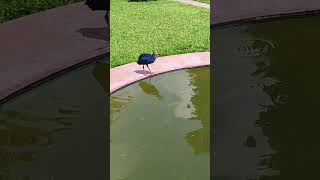 Download lagu জলে ভাসা পদ্ম mp3