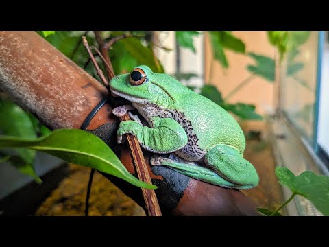 Cardioglossa leucomystaxについて詳しく解説