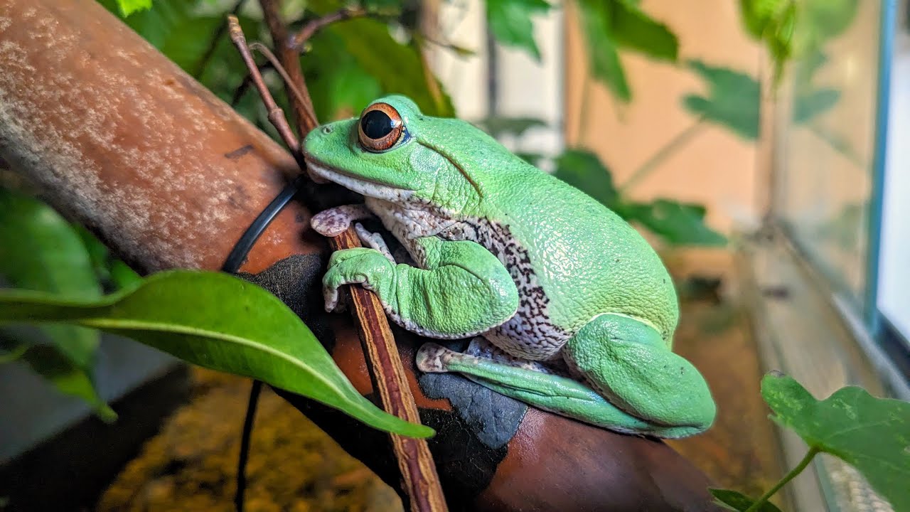 How to set up a bioactive Terrarium for Treefrogs