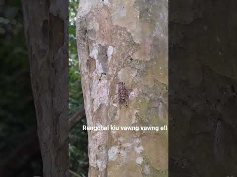 Rengchal kiu vawng vawng e.