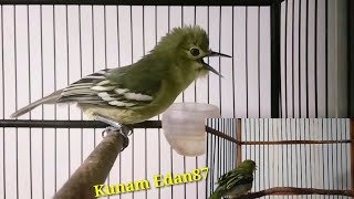Download lagu Sirtu manapun pasti akan naik darah dan emosi mendengar 2 sirtu pikat ini. mp3 Download lagu Sirtu manapun pasti akan naik darah dan emosi mendengar 2 sirtu pikat ini. mp3