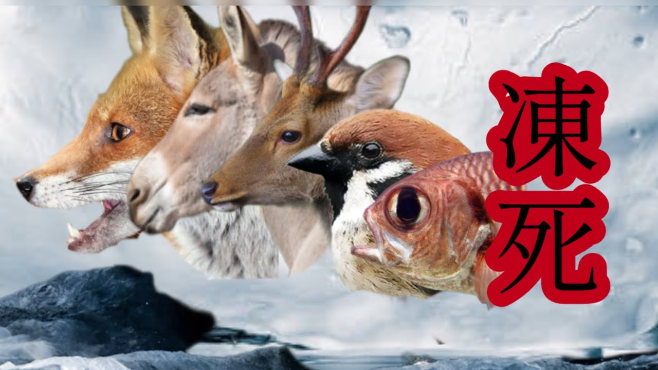 超極寒の世界【閲覧注意】