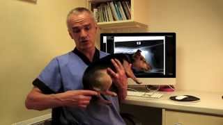 Why does my dog drag its bum on the floor?