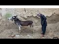 Donkeys Mating