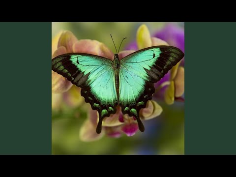 Ihumon Ku Ti Simbar Nu