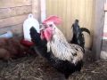 Death Metal Rooster 