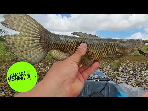 PESCARIA ULTRALIGHT DE TRAÍRA PAUDALHO PERNAMBUCO 🇧🇷