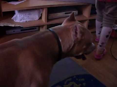 Angel és a porszívó!!!