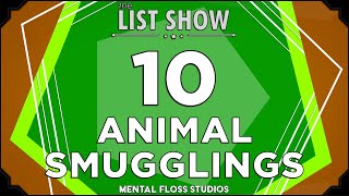 10 Bizarre Animal Smuggling Stories | Mental Floss