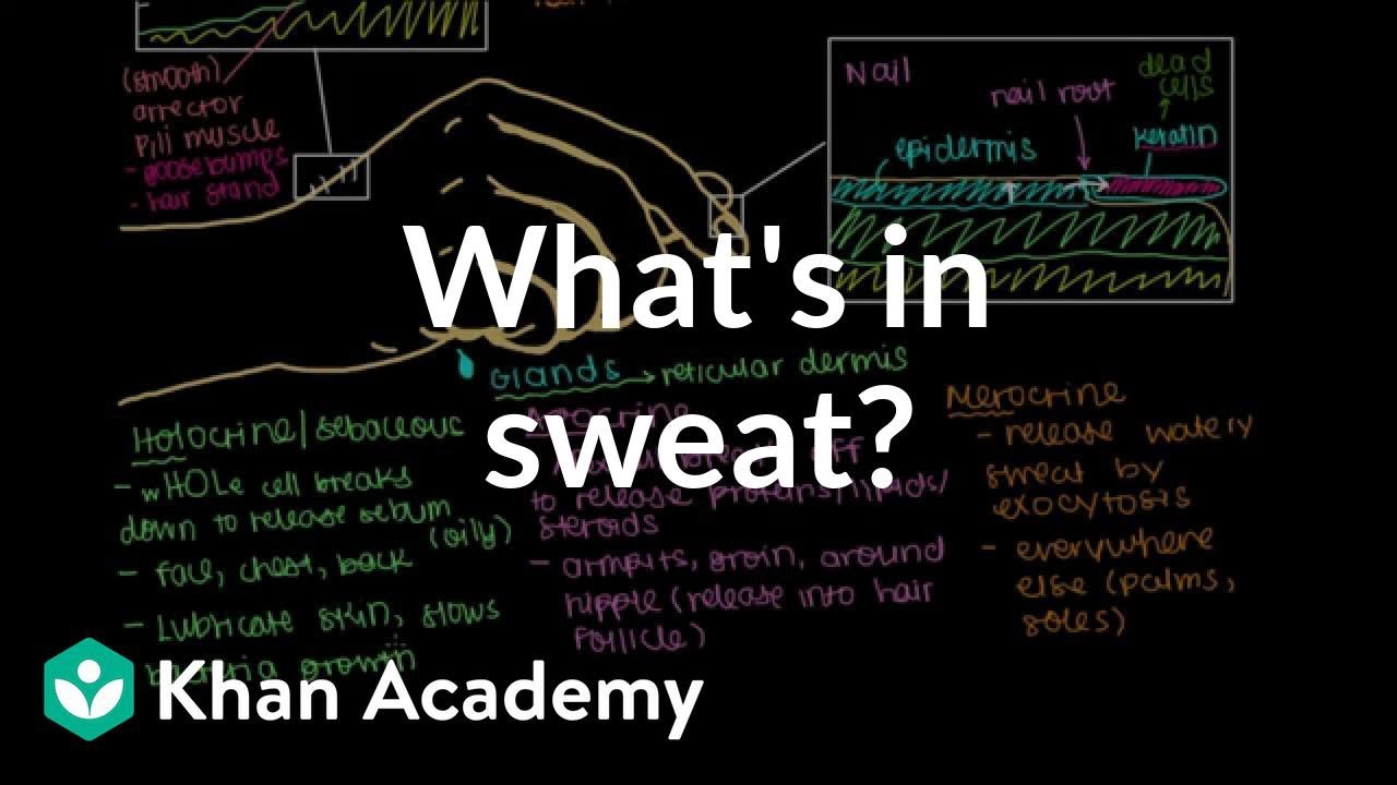 What's in sweat? (Holocrine, Apocrine, Merocrine Glands) | NCLEX-RN | Khan Academy
