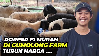 Download lagu Harga Domba Dorper F1 Cuma 60 Ribu Rupiah Di Gumolong Farm mp3