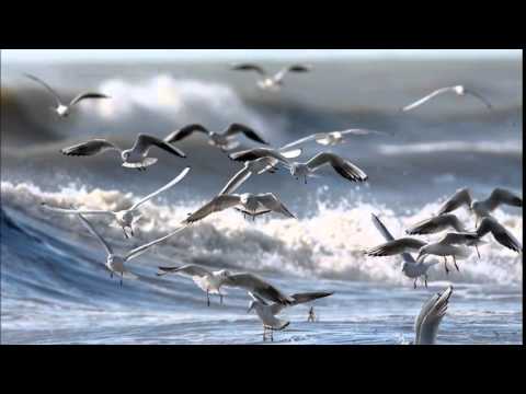 Birds over the Sea (Endless Ocean Mix) -  Vladi Strecker