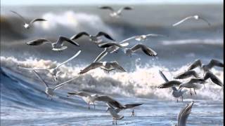 Birds over the Sea (Endless Ocean Mix) -  Vladi Strecker