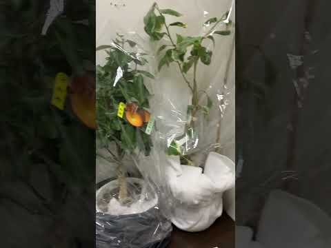あらゆるものに抵抗する植物