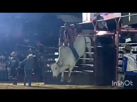 Rodeio em touros de Bragança Paulista  Touro xonado Cia de rodeio OTK Melhor Touro 🐂2022