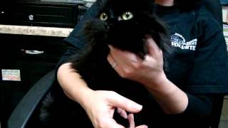 Adoptable Cat Named Nula on Petfinder