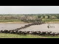 Wildebeest Migration River Crossing Serengeti National Park