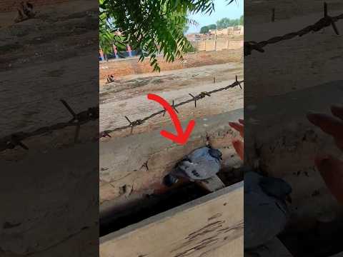 Jungli kabutar Ka bacha aaj pakda❤️😍 #pigeon #fancypigeon #kabutar #pigeonlofts