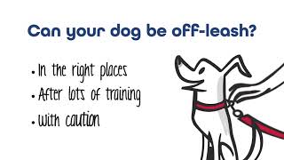 Off Leash Best Practices and Tips
