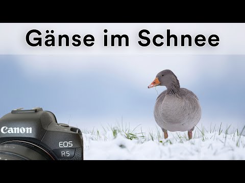 Vögel im Schnee Fotografieren - VLOG Vogelfotografie