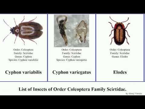 Insects of Order Coleoptera Family Scirtidae cyphon pubescens variabilis princeps minuta Elodes