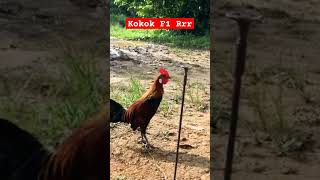 Download lagu Kokok Pikat F1 || Ayam hutan sumatra mp3