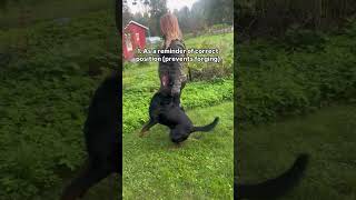 Rottweiler trabajado con varita