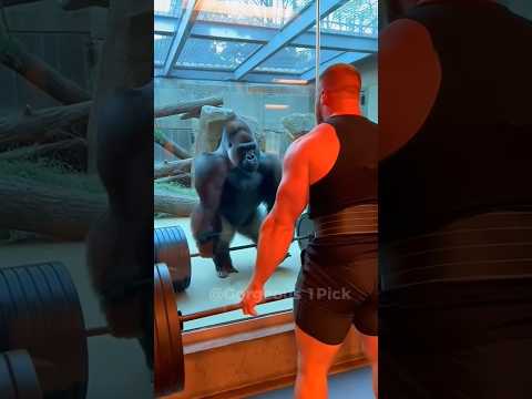 Gym Bro Mocked the Gorilla...Big Mistake😱