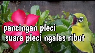 Download lagu Pleci ngalas ribut cocok untuk pancingan pleci tidak gacor  mp3