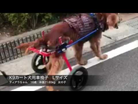 イングリッシュセターのティアラちゃん　犬用車椅子に挑戦