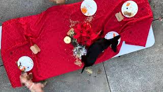 YOU did it! Now the dogs get to celebrate!