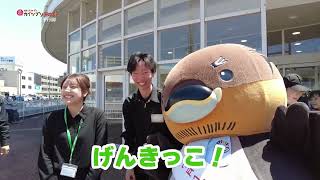 2026/6/9放送・知ったかぶりカイツブリにゅーす